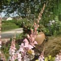 Linaria purpurea 'Canon J Watt' fleur